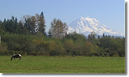 Pasture and Mount Rainier